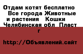 Отдам котят бесплатно  - Все города Животные и растения » Кошки   . Челябинская обл.,Пласт г.